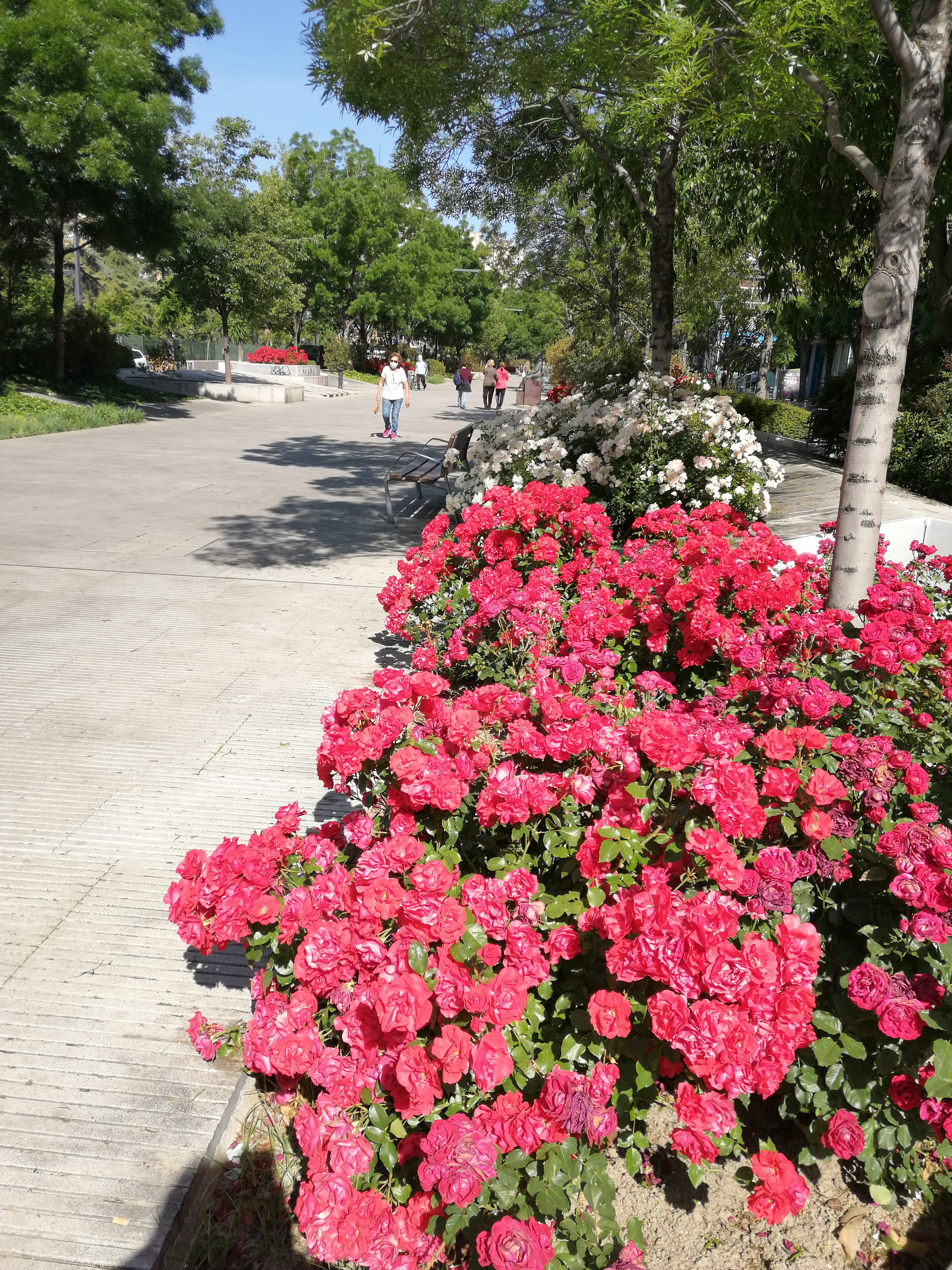 Avenida de la Constitución